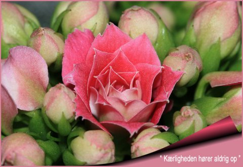 Kærligheden høre aldrig op. Kærligheden høre aldrig op.